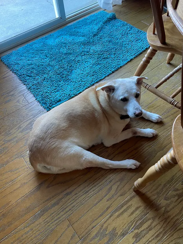 South Side Animal Hospital — customer photo 3