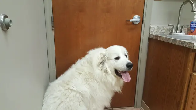 South Side Animal Hospital — customer photo 12