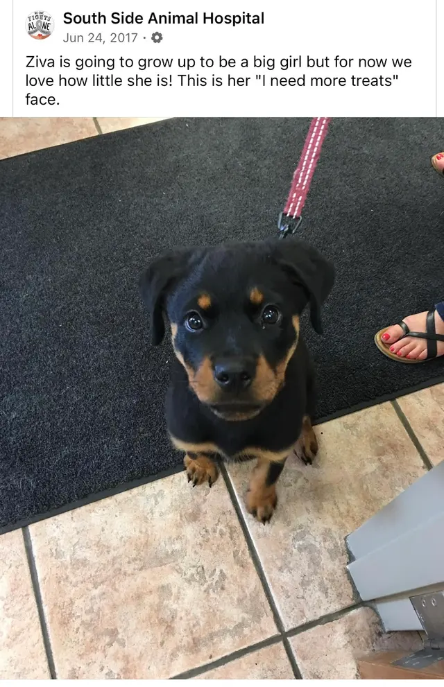 South Side Animal Hospital — customer photo 6