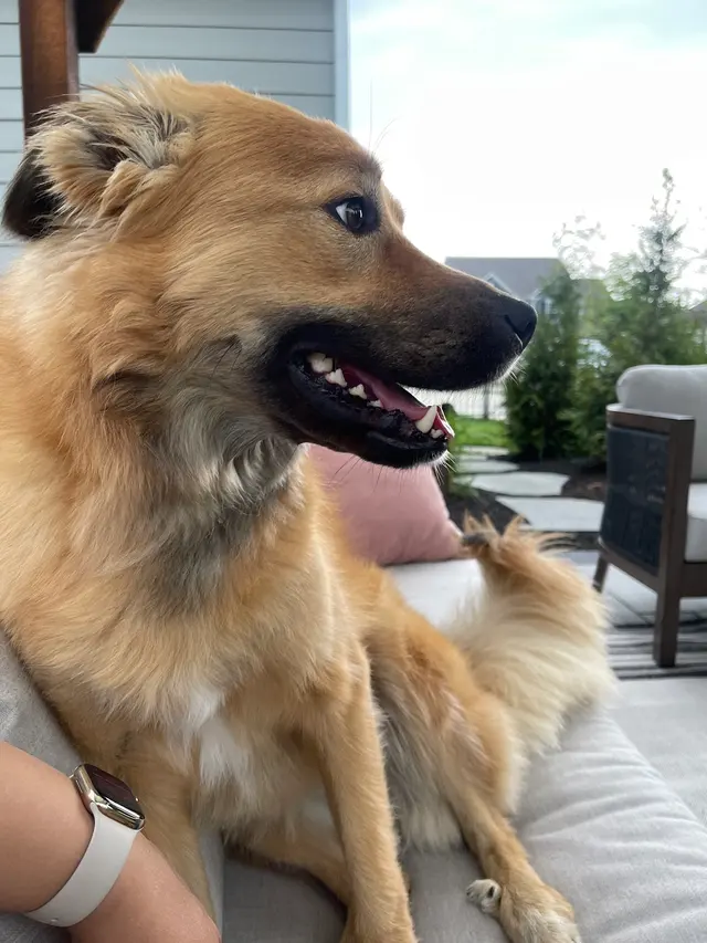 Westfield Veterinary Care — customer photo 4