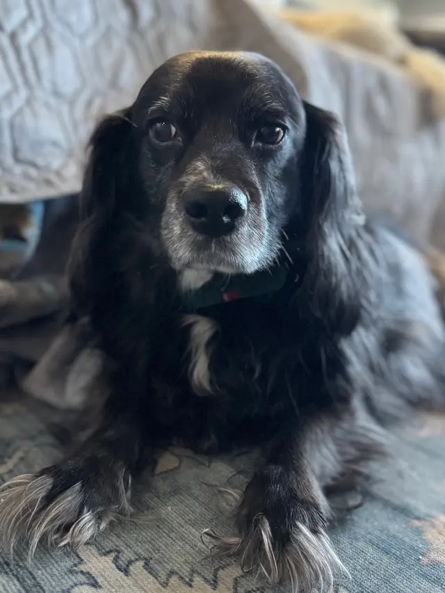 Westfield Veterinary Care — customer photo 12