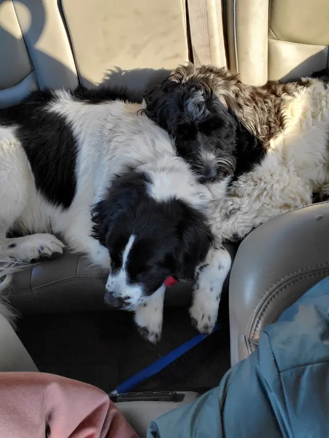 Westfield Veterinary Care — customer photo 8