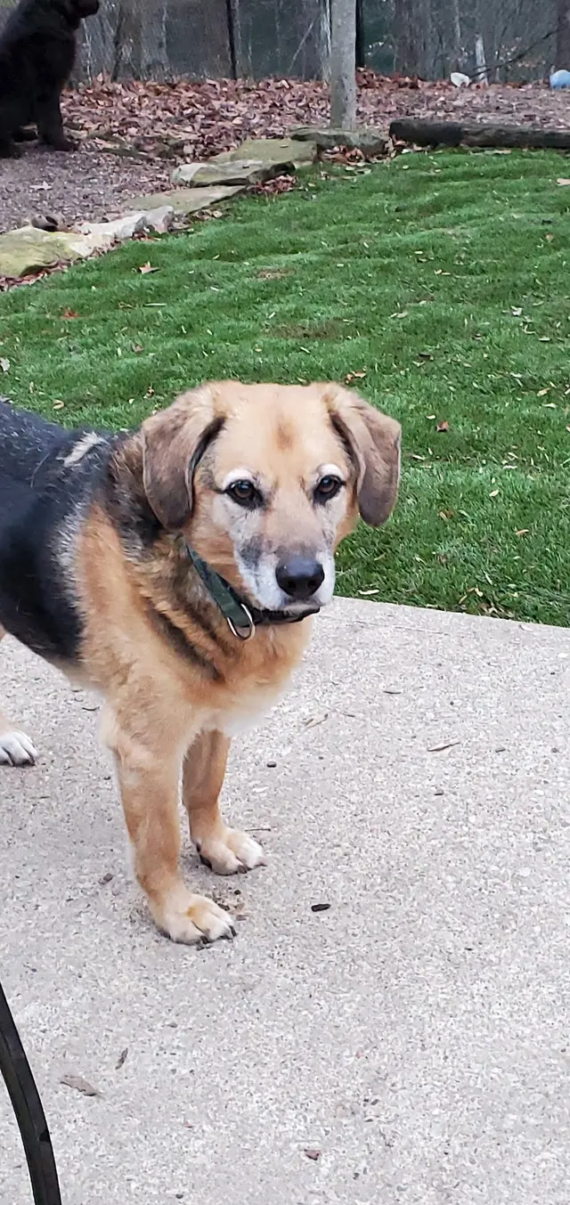 Westfield Veterinary Care — customer photo 7