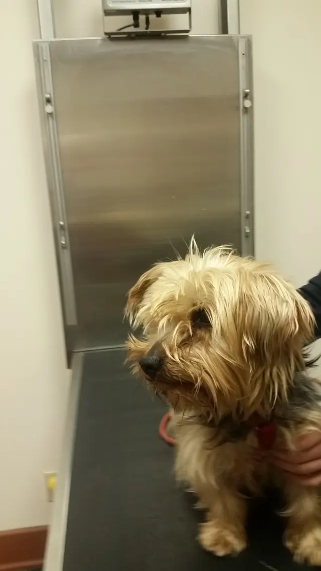 Westfield Veterinary Care — customer photo 6