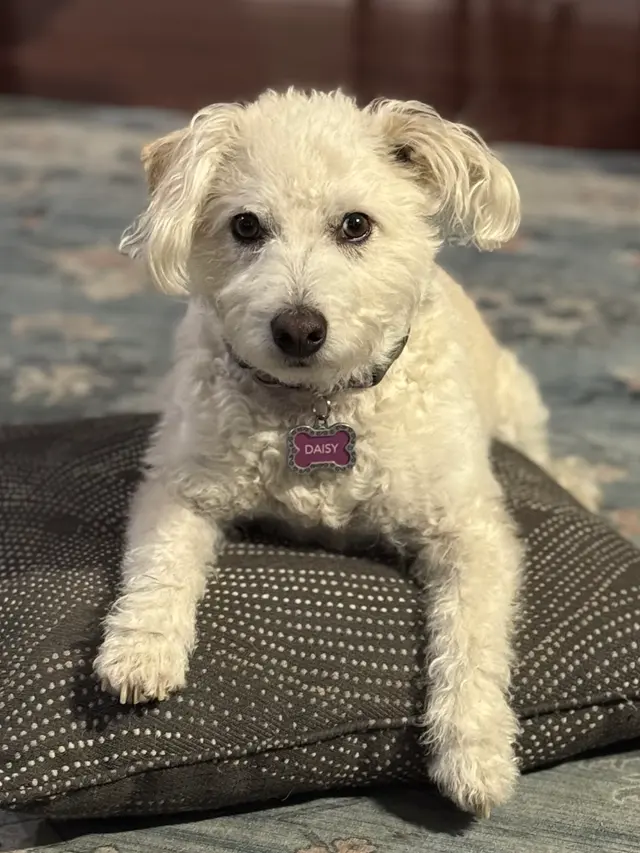 Westfield Veterinary Care — customer photo 1