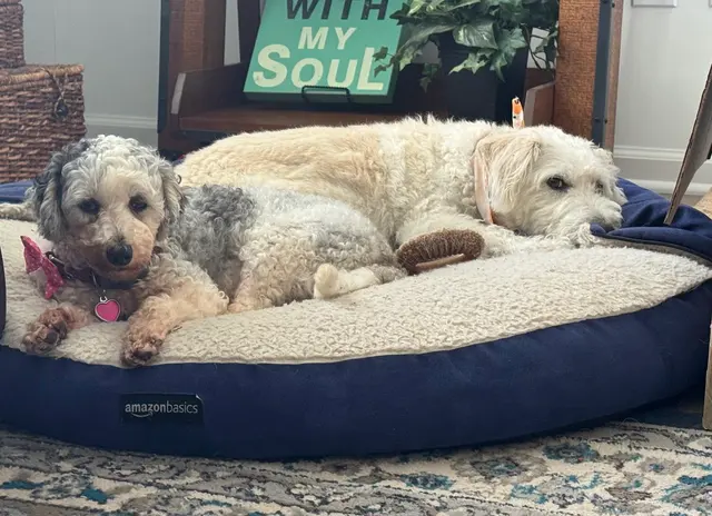 Westfield Veterinary Care — customer photo 3