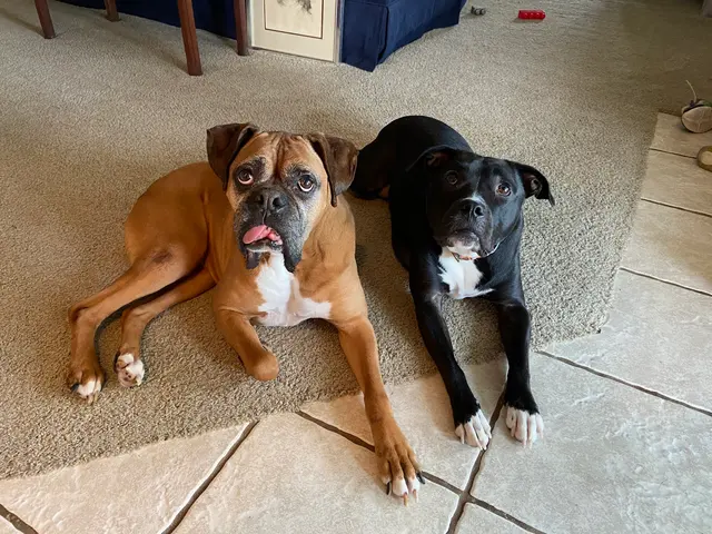 Westfield Veterinary Care — customer photo 10