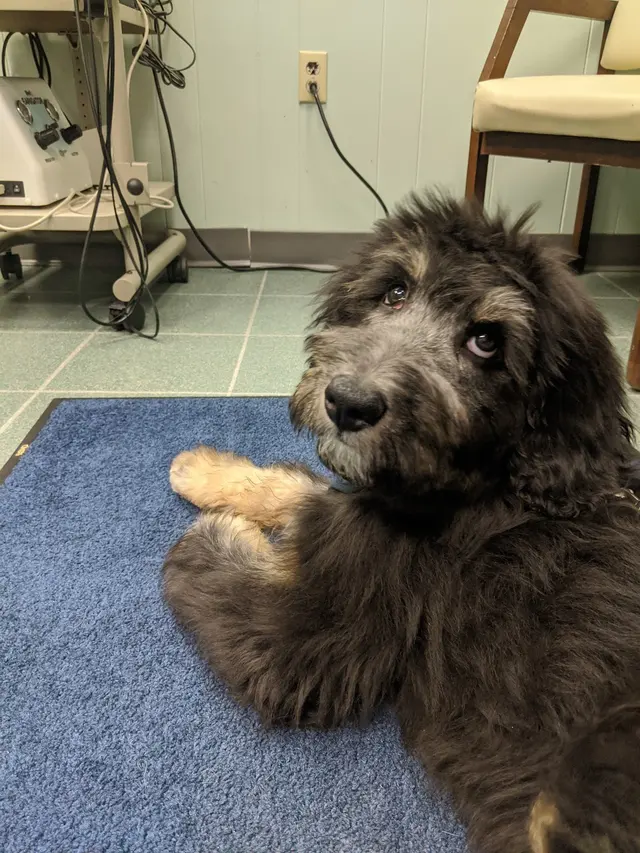 Augusta Animal Clinic — customer photo 3