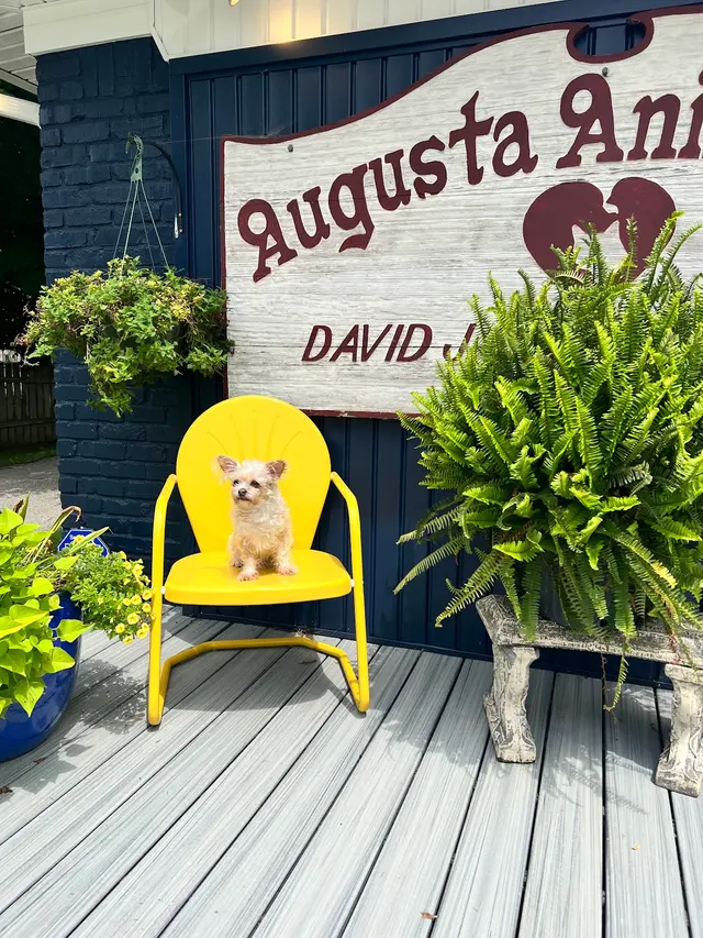 Augusta Animal Clinic — customer photo 8