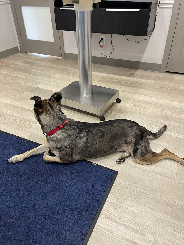 Augusta Animal Clinic — customer photo 1