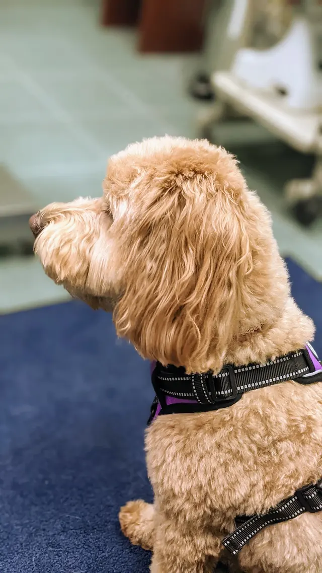 Augusta Animal Clinic — customer photo 4
