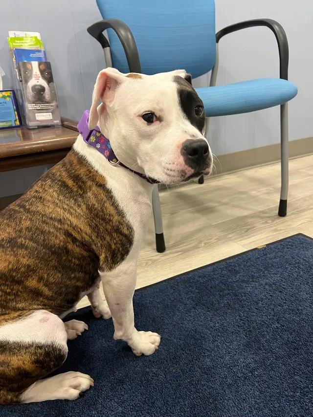 Augusta Animal Clinic — customer photo 2