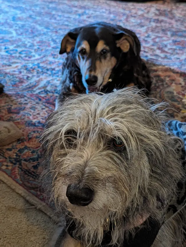 Augusta Animal Clinic — customer photo 5