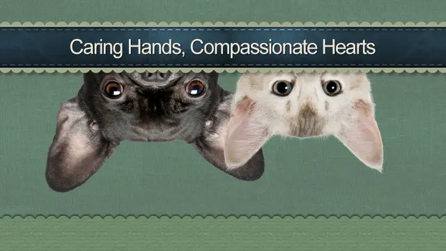 Augusta Animal Clinic — photo from the business 9