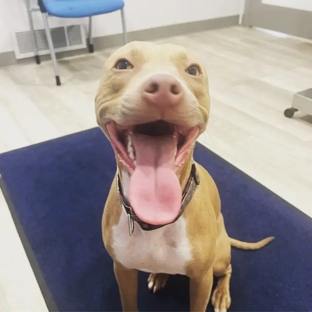Augusta Animal Clinic — customer photo 7