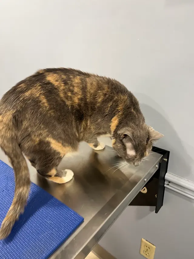 Augusta Animal Clinic — customer photo 12