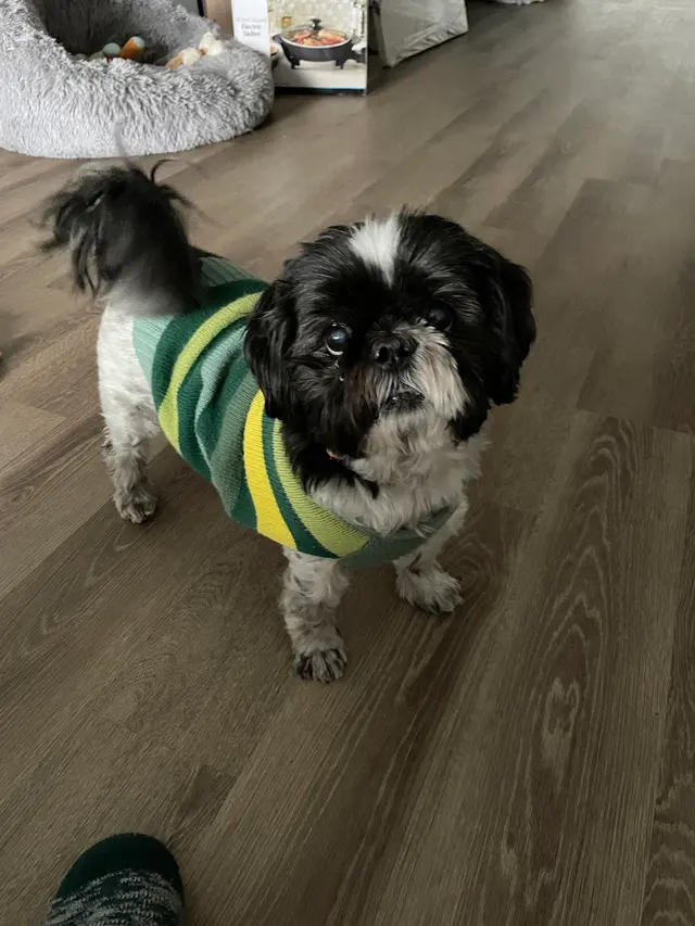 Customer photo of work by Augusta Animal Clinic, from Faye's review