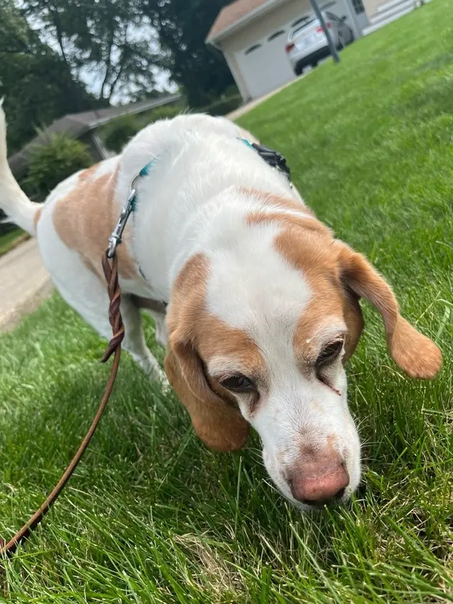 Paw City Pet Care — photo from the business 6