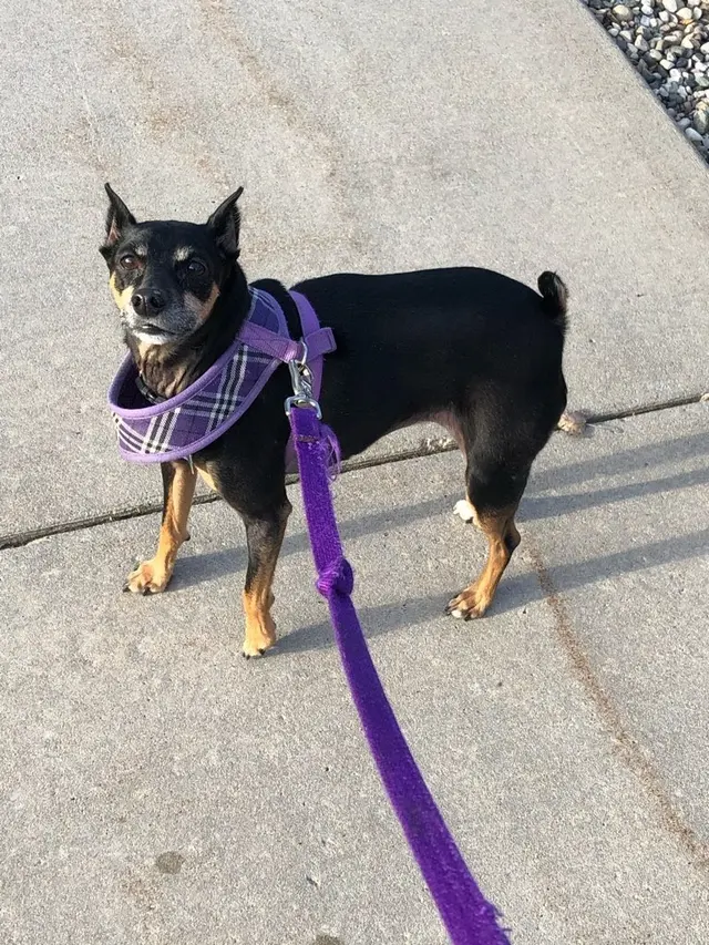 Paw City Pet Care — photo from the business 9