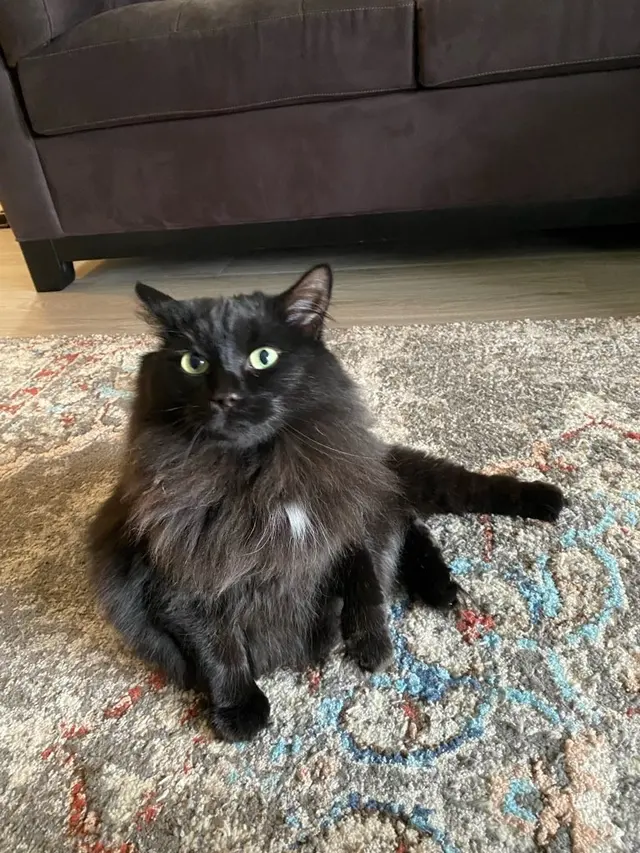 Paw City Pet Care — photo from the business 8