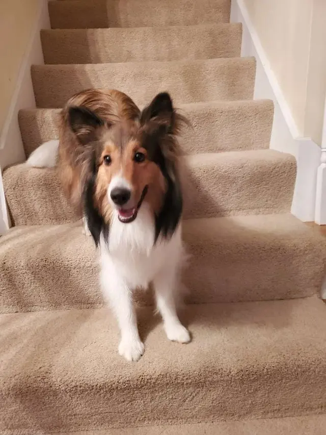 Paw City Pet Care — photo from the business 11