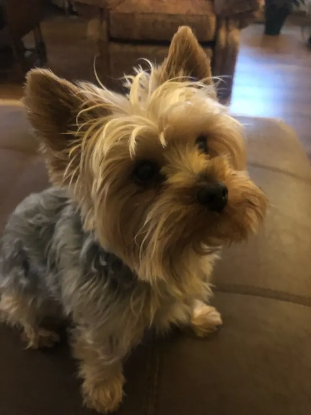 Paw City Pet Care — photo from the business 12