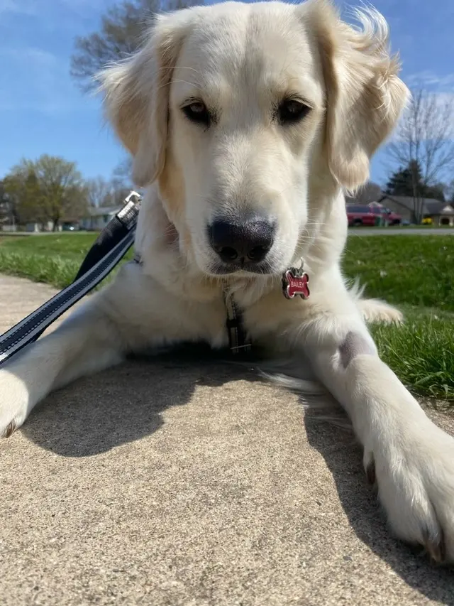 Paw City Pet Care — photo from the business 10