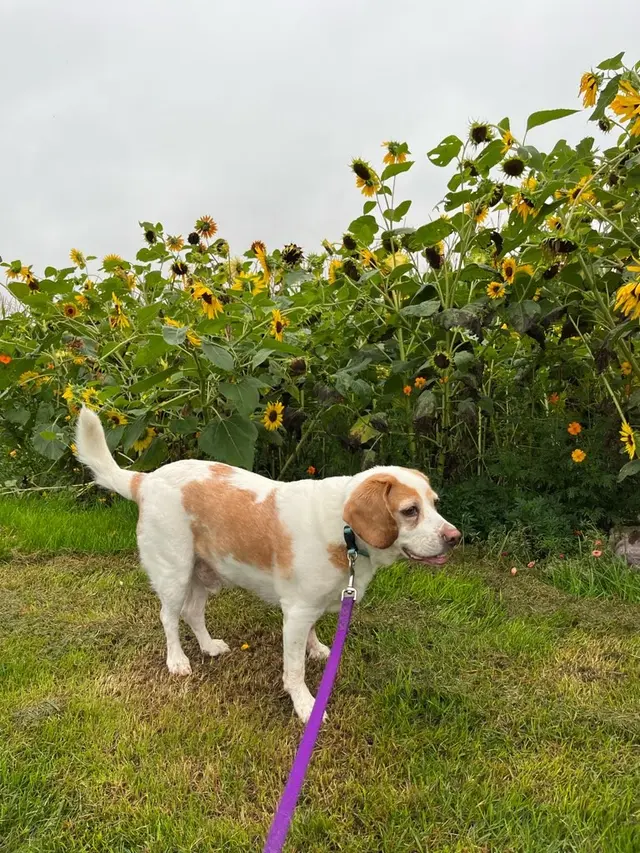 Paw City Pet Care — photo from the business 5