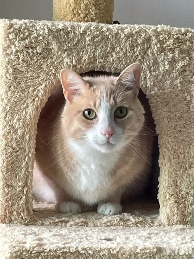 Paw City Pet Care — photo from the business 3