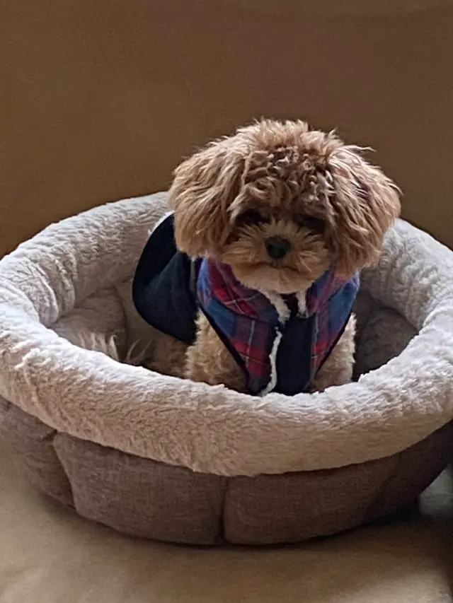 Dog Gone Fun, LLC. — customer photo 6