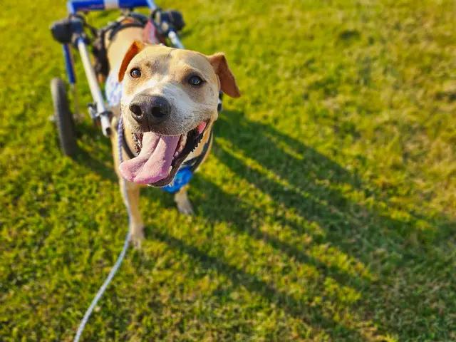 Dog Gone Fun, LLC. — customer photo 9