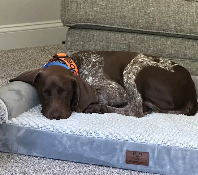 Dog Gone Fun, LLC. — customer photo 11