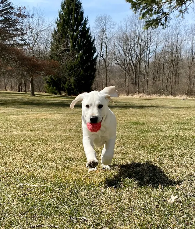 Dog Gone Fun, LLC. — customer photo 7
