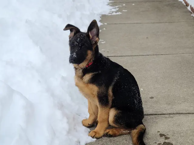 Dog Gone Fun, LLC. — customer photo 8