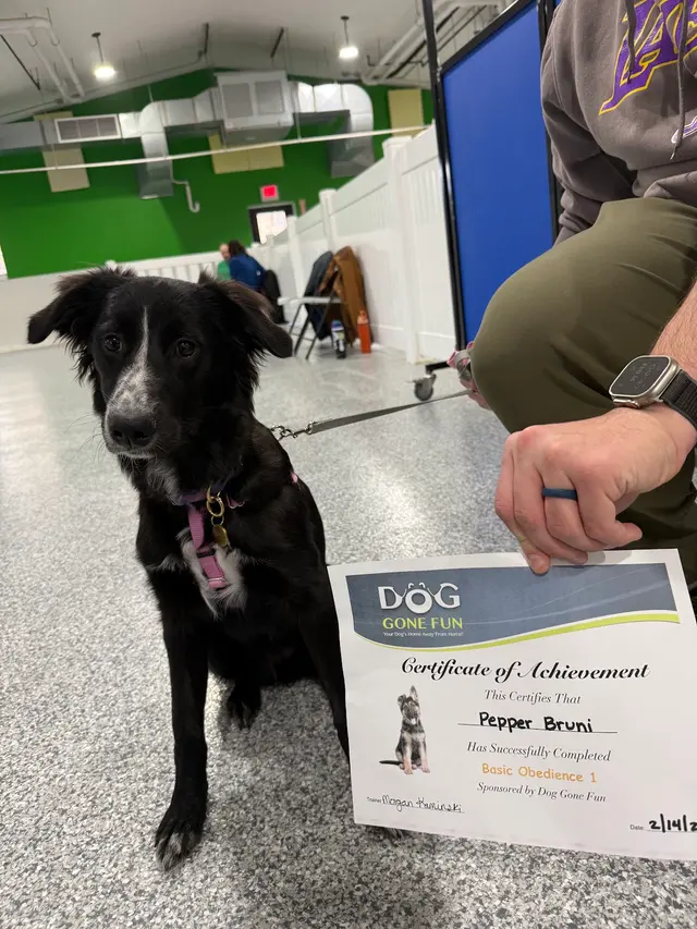 Dog Gone Fun, LLC. — customer photo 1