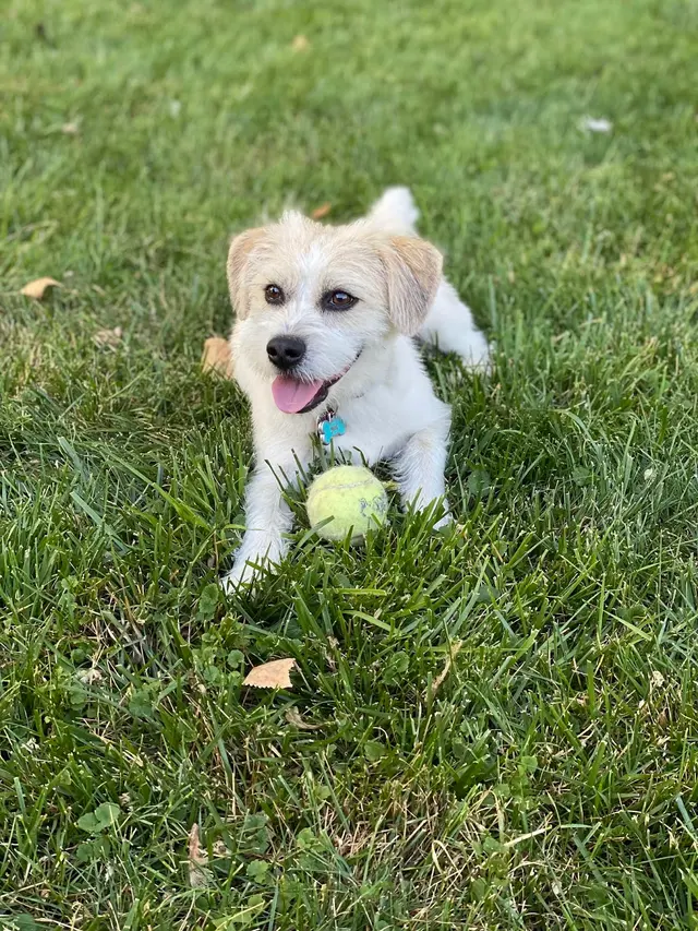 Dog Gone Fun, LLC. — customer photo 10