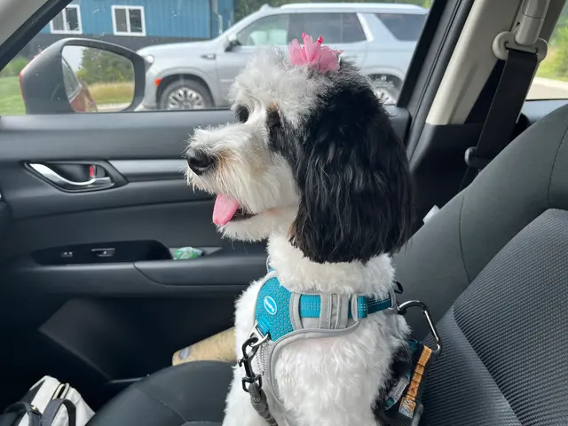 Dog Gone Fun, LLC. — customer photo 4