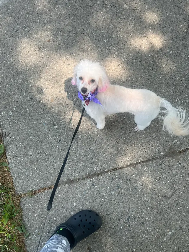 Customer photo from Holly's review