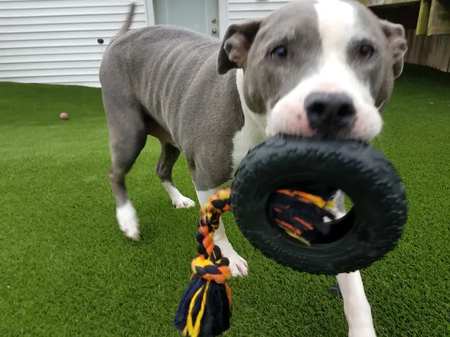 The Elegant Pooch — photo from the business 8