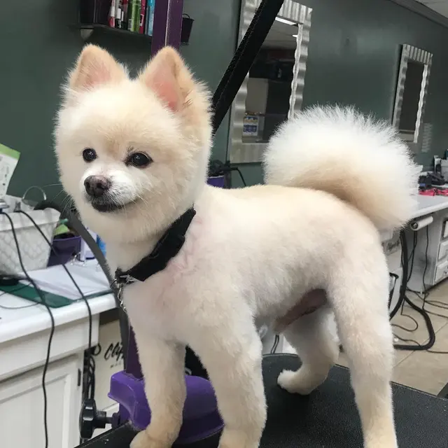 The Elegant Pooch — photo from the business 9