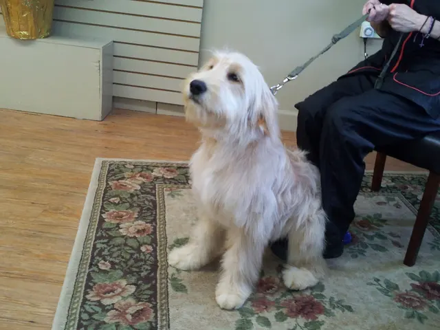 The Elegant Pooch — photo from the business 11