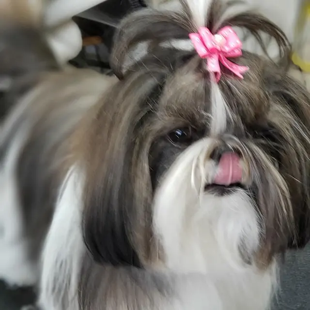 The Elegant Pooch — photo from the business 12