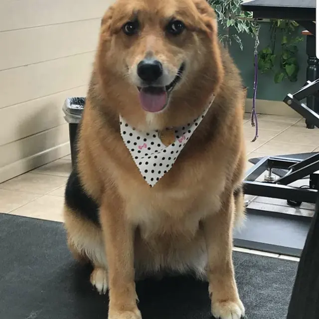 The Elegant Pooch — photo from the business 7