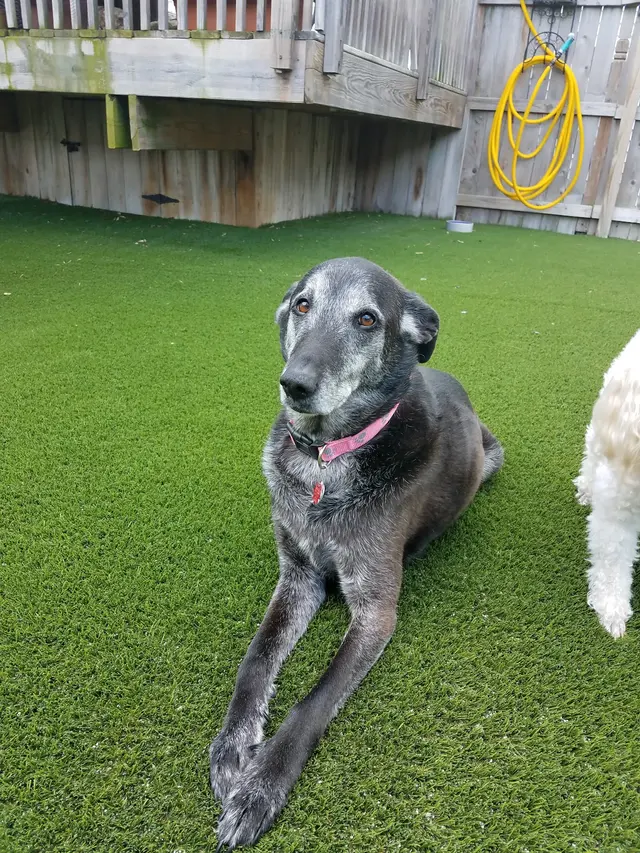 The Elegant Pooch — photo from the business 10