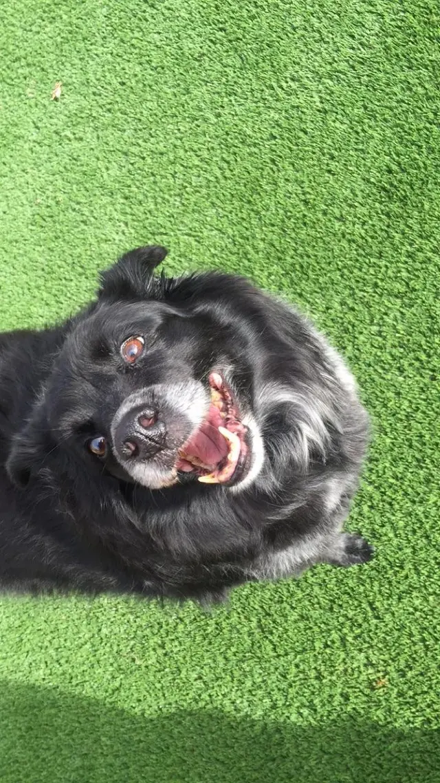 The Elegant Pooch — photo from the business 2