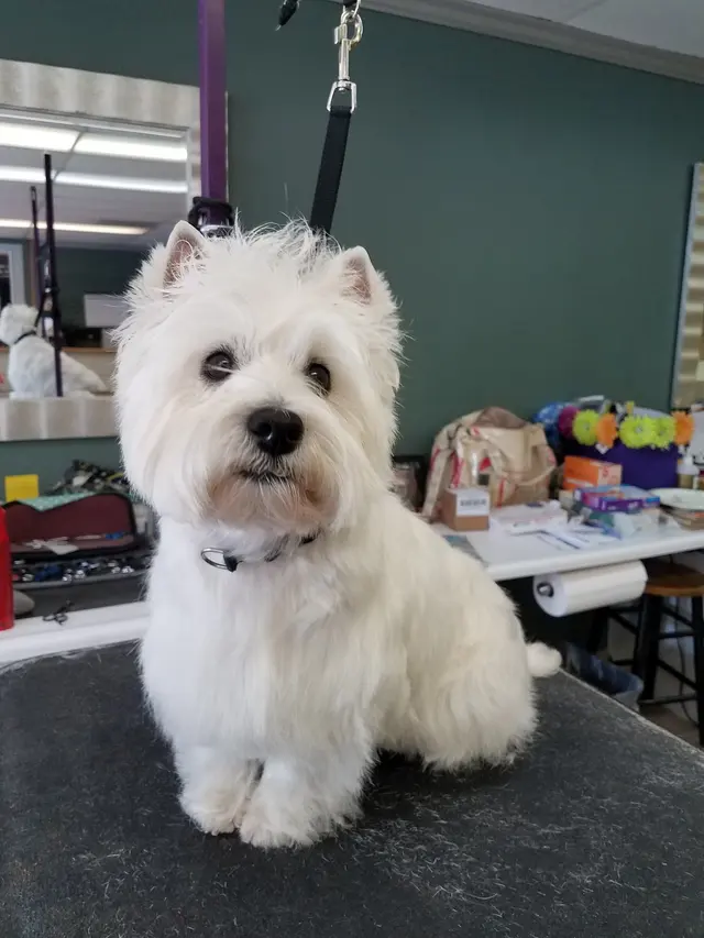 The Elegant Pooch — photo from the business 5