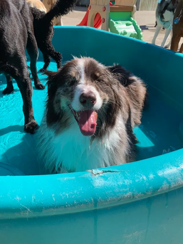 Doggy Daycare and Spa — photo from the business 4