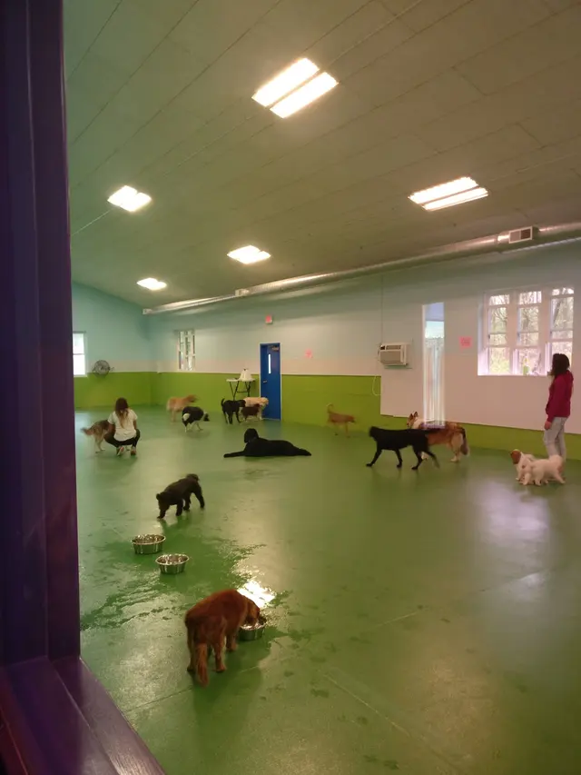 Doggy Daycare and Spa — customer photo 10