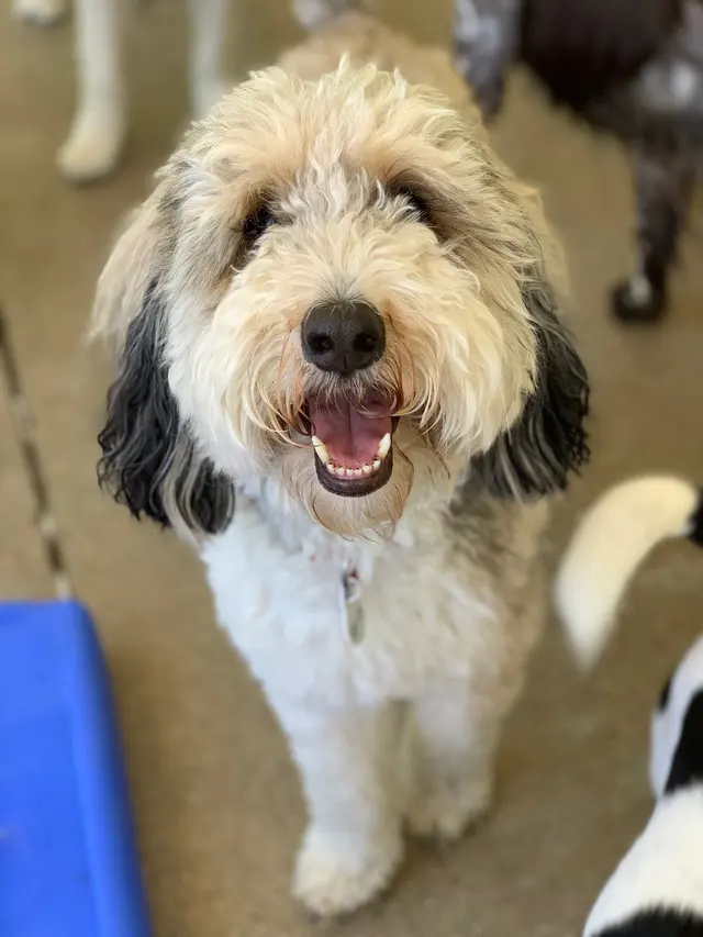 Doggy Daycare and Spa — photo from the business 2