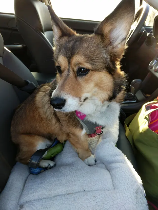 Doggy Daycare and Spa — customer photo 9